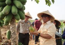 Panen Melimpah di Bintan, Pemprov Kepri Fokus Atasi Masalah Pupuk dan Logistik